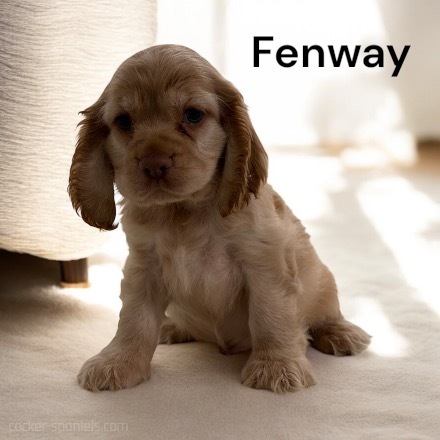 puppy, for, sale, Cocker Spaniel, Joe & Cherri  Overlease, dog, breeder, Miller, MO, dog-breeder, puppy-for-sale, forsale, nearby, find, puppyfind, locator, puppylocator, aca